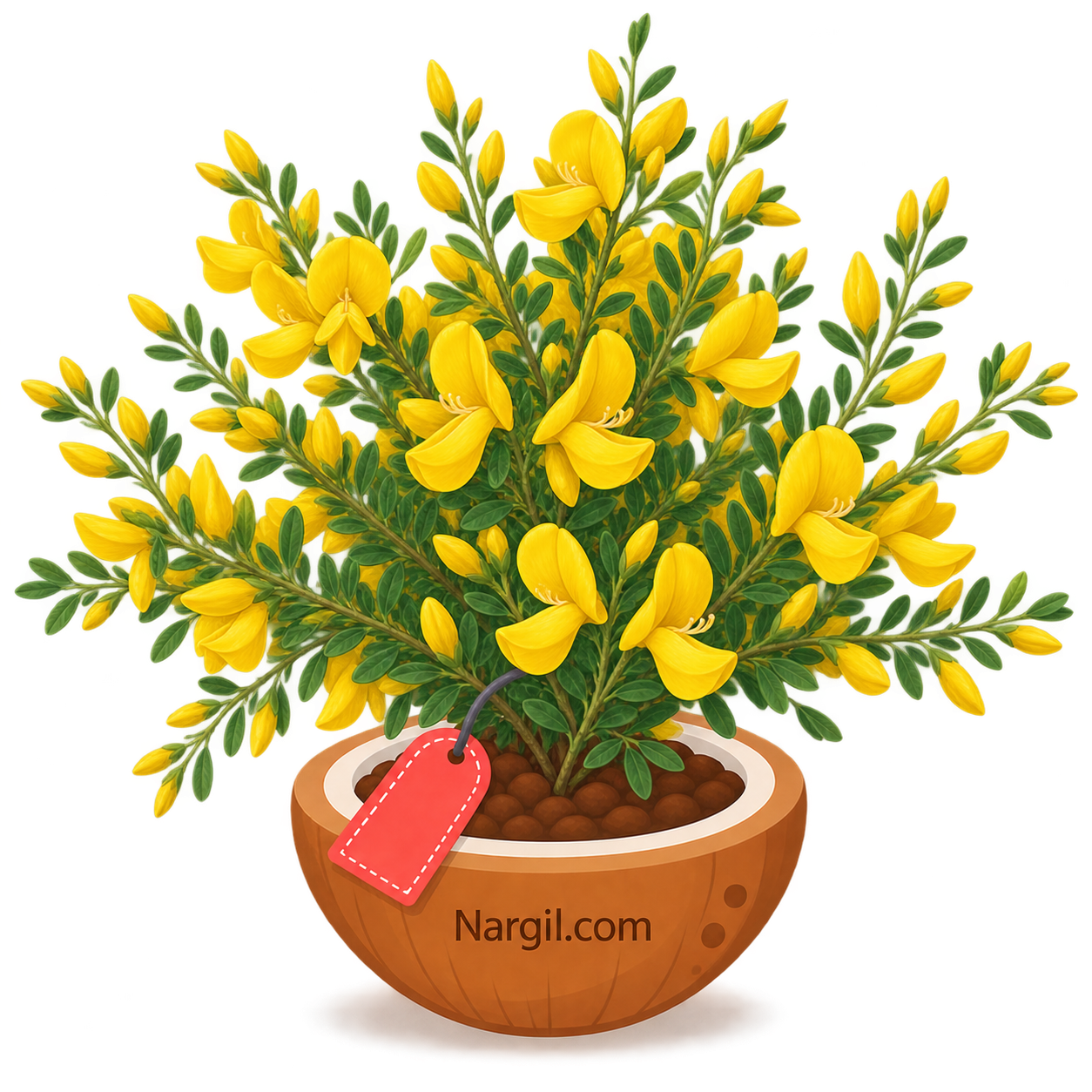 Nargil_Cytisus praecox